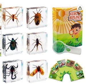 Insect specimen set with bug samples